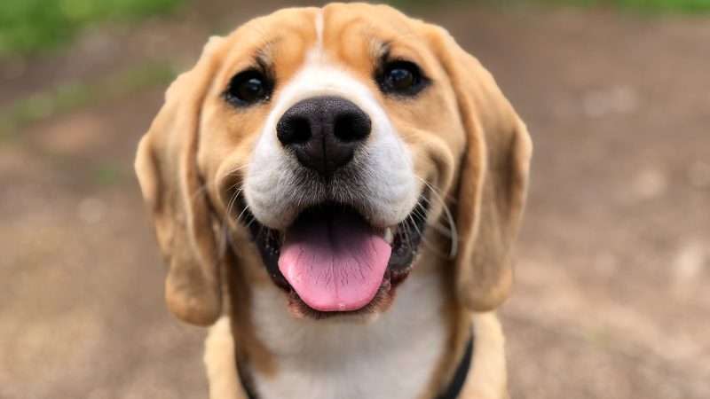 a happy beagle looks straight at the camera