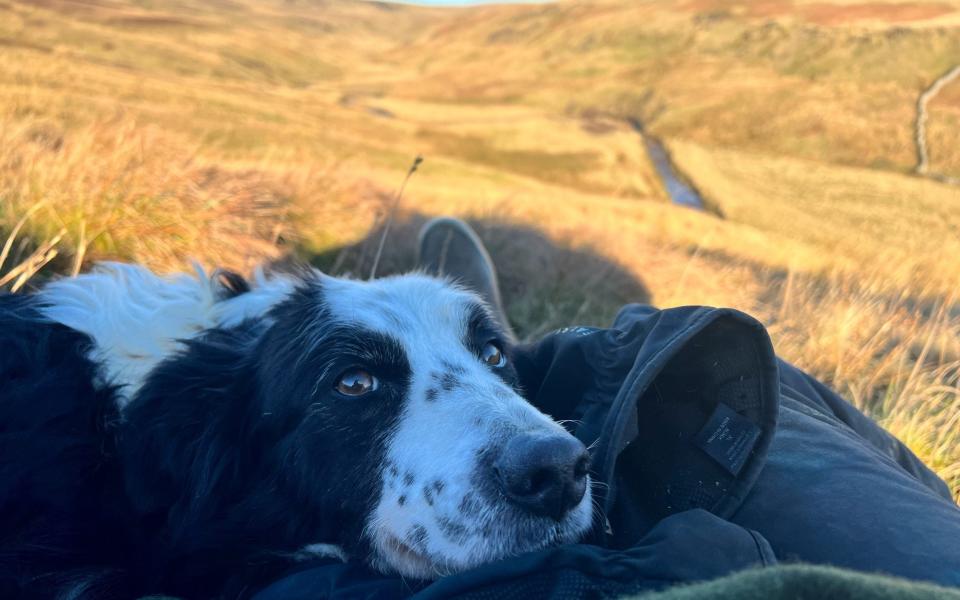 Amanda Owen's beloved companion, Katie, who died this weekend