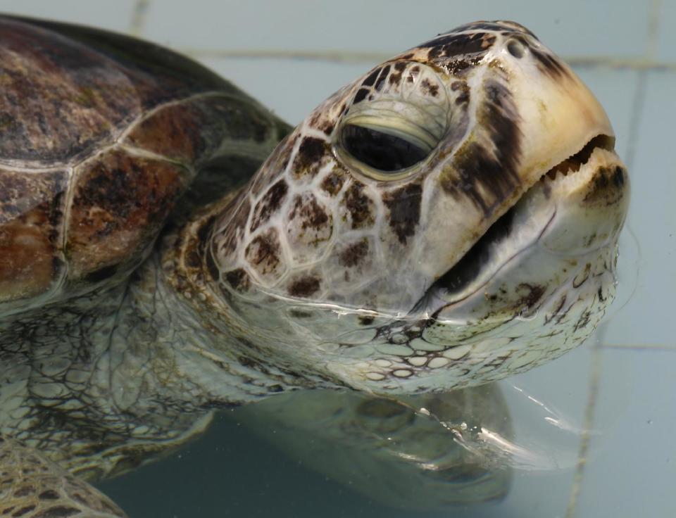 In this Friday, March 3, 2017 photo, the female green green turtle nicknamed "Bank" swims in a pool at Sea Turtle Conservation Center n Chonburi Province, Thailand. Veterinarians operated Monday, March 6, 2017, on "Bank," removing less than 1,000 coins from the endangered animal. Her indigestible diet was a result of many tourists seeking good fortune tossing coins into her pool over many years in the eastern town of Sri Racha. (AP Photo/Sakchai Lalit)