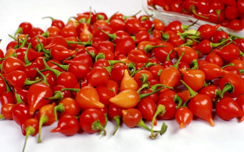 Chilli Pepper Pearls - Credit: HortConsult