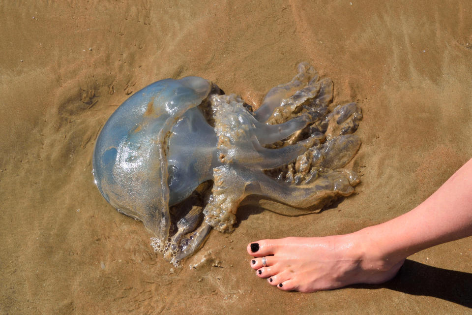 A person's foot next to a large jellyfish on the sand, demonstrating size comparison