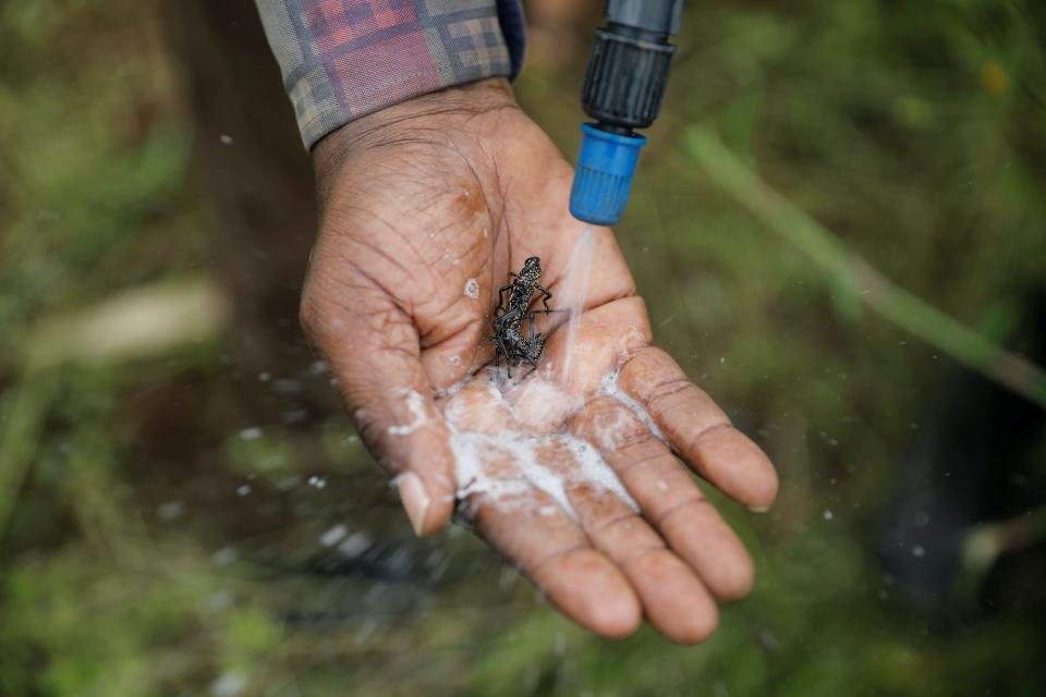 man sprays locust with pesticides.JPG