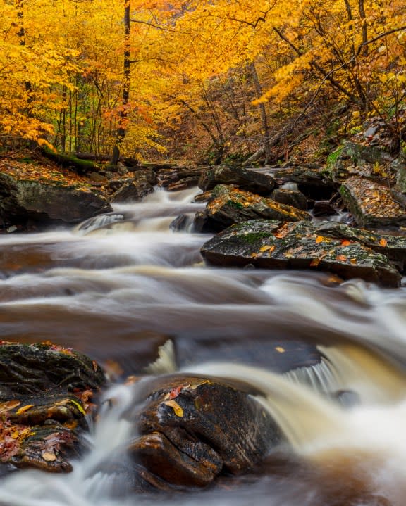 Scenic view of waterfall in forest during autumn,Ricketts Glen State Park,United States,USA