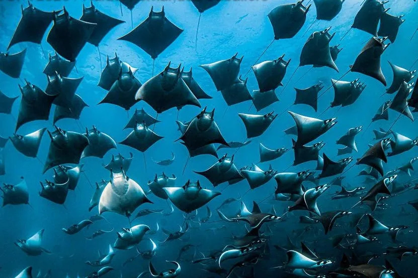 Una gran agregación mobula de rayas en el Mar de Cortés.