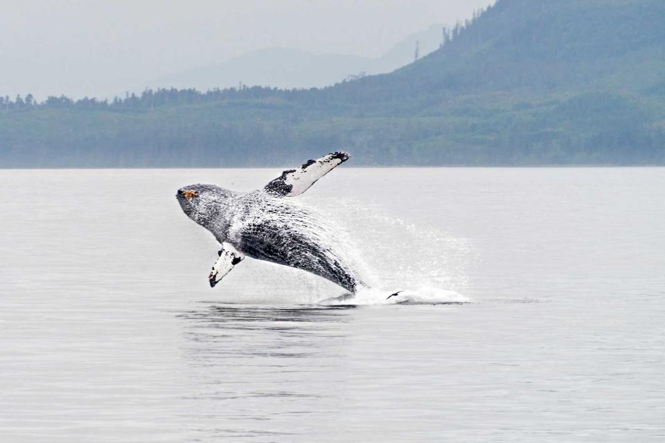 A humpback whale breaches in Frederick Sound