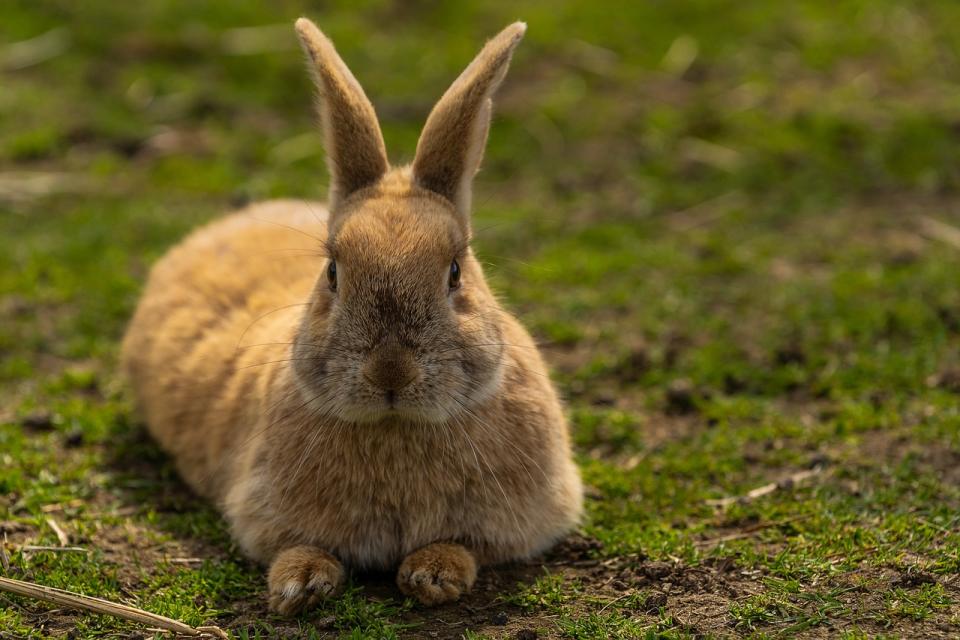 animal, liebre, conejo