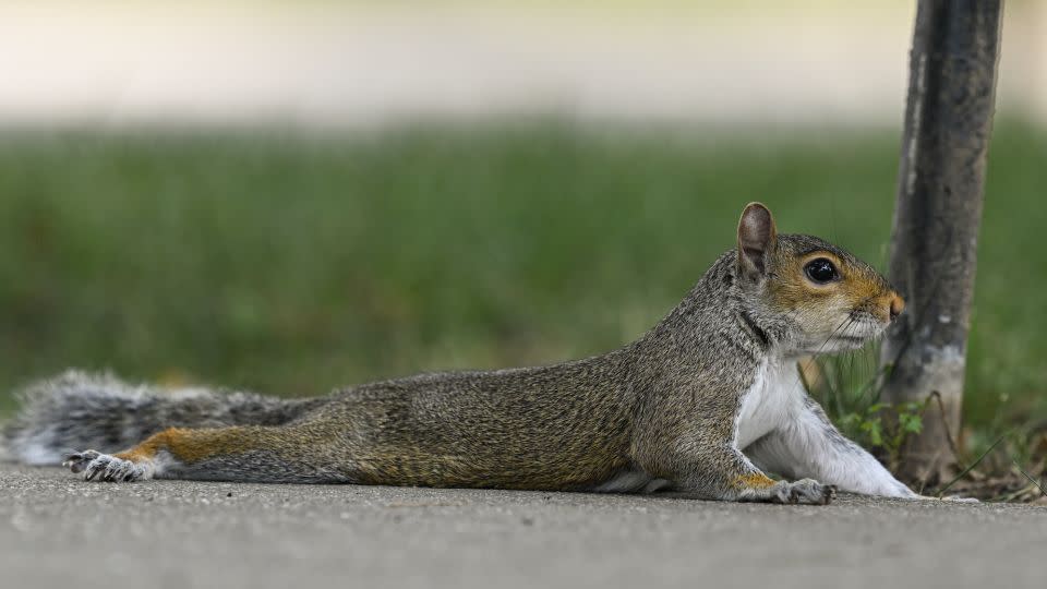 A squirrel sploots in Washington, DC. - Celal Gunes/Anadolu Agency/Getty Images