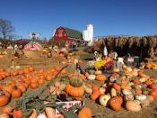 <p>With hayrides, a u-pick pumpkin patch, a 7-acre <a href="https://www.countryliving.com/life/travel/g22717241/corn-maze-near-me/" rel="nofollow noopener" target="_blank" data-ylk="slk:corn maze;elm:context_link;itc:0;sec:content-canvas" class="link ">corn maze</a>, train rides, and rentable bonfire pits on the property, your group will find plenty to do at <a href="https://threecedarsfarm.org/" rel="nofollow noopener" target="_blank" data-ylk="slk:Three Cedar's Farm;elm:context_link;itc:0;sec:content-canvas" class="link ">Three Cedar's Farm</a> in <a href="https://go.redirectingat.com?id=74968X1596630&url=https%3A%2F%2Fwww.tripadvisor.com%2FTourism-g42532-Northville_Michigan-Vacations.html&sref=https%3A%2F%2Fwww.countryliving.com%2Flife%2Ftravel%2Fg21273436%2Fpumpkin-farms-near-me%2F" rel="nofollow noopener" target="_blank" data-ylk="slk:Northville, Michigan;elm:context_link;itc:0;sec:content-canvas" class="link ">Northville, Michigan</a>. </p><p><a class="link " href="https://go.redirectingat.com?id=74968X1596630&url=https%3A%2F%2Fwww.tripadvisor.com%2FAttractions-g42532-Activities-Northville_Michigan.html&sref=https%3A%2F%2Fwww.countryliving.com%2Flife%2Ftravel%2Fg21273436%2Fpumpkin-farms-near-me%2F" rel="nofollow noopener" target="_blank" data-ylk="slk:PLAN YOUR TRIP;elm:context_link;itc:0;sec:content-canvas">PLAN YOUR TRIP</a><br></p>