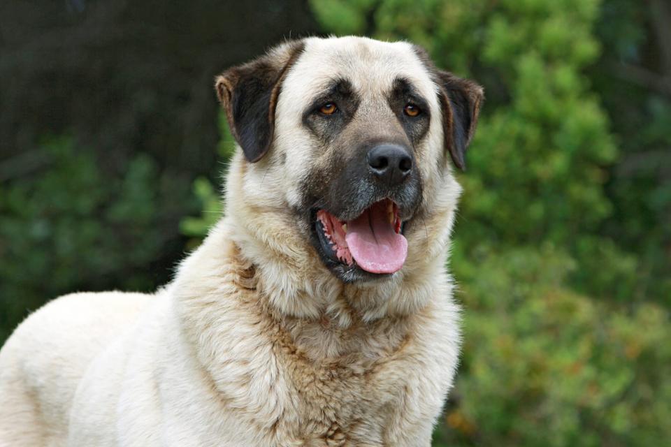 anatolian shepherd dog standing outdoors with their tongue out