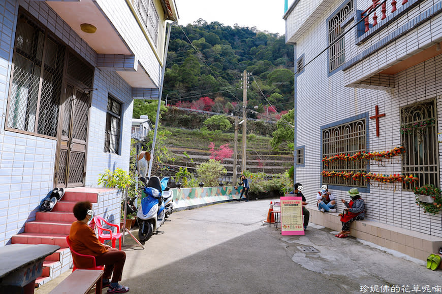 屏東霧台賞櫻