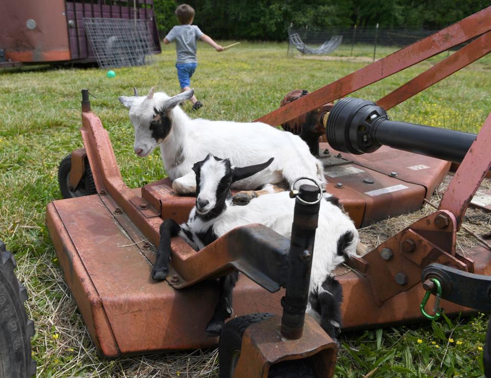 Goats relax on equipment at the Funny Farm Petting Zoo May 19, 2023, in Berlin, Maryland.
