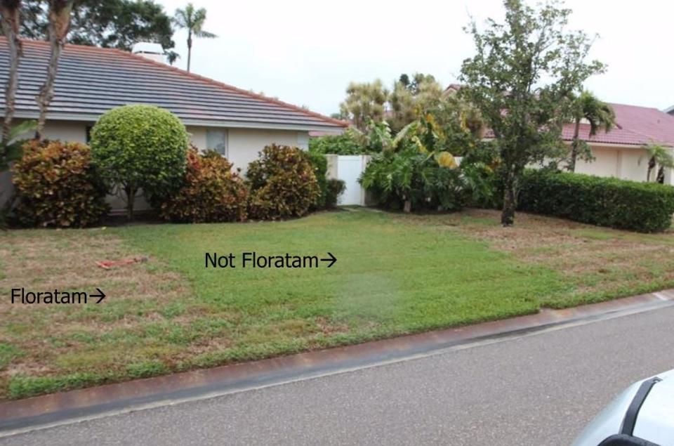 Floratam St. Augustine grass infected with lethal viral necrosis (left) and grass that isn't floratam. Floratam is a variety of St. Augustine grass that forms the foundation of Florida lawns, according to the University of Florida.