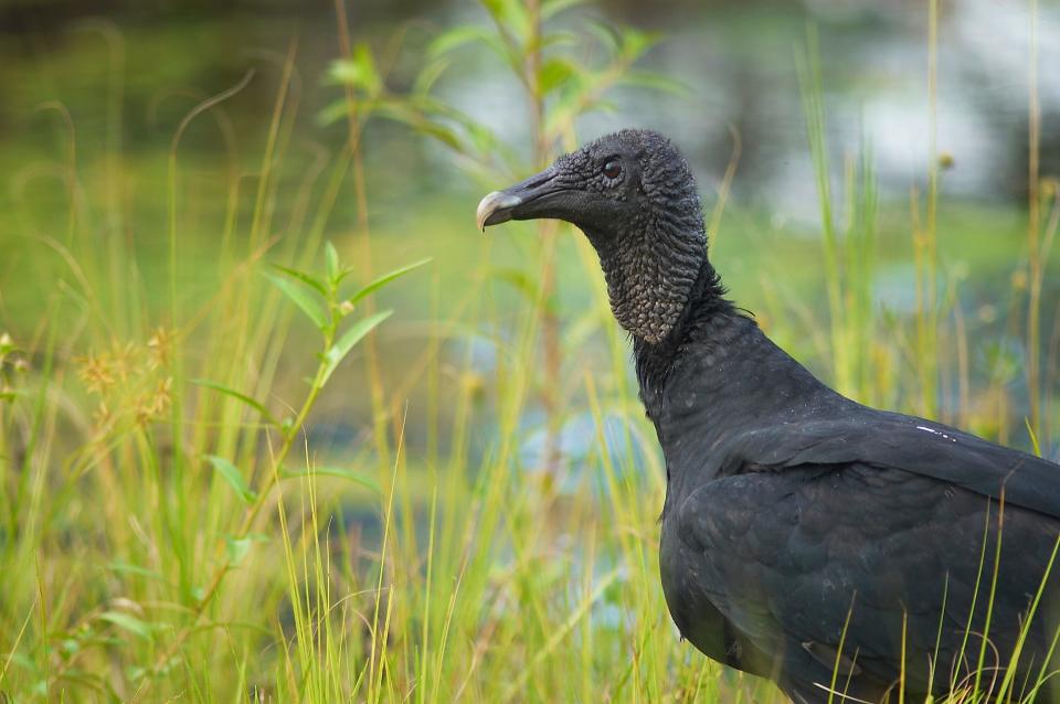 A black vulture.