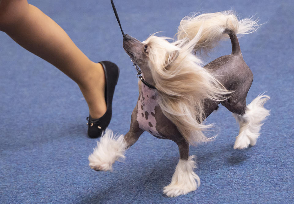 International dog and cat exhibition in Germany