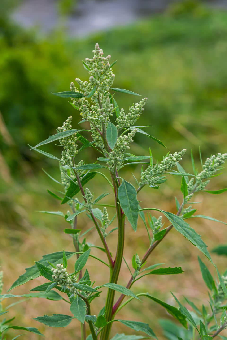 types of weeds common lambsquarters