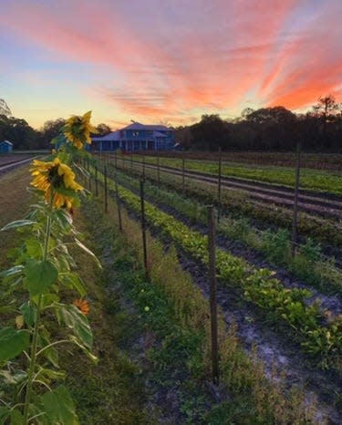 Blumenberry Farms is a 10-acre farm owned by Mitch and Colleen Blumenthal near Fruitville Road and Interstate 75 in Sarasota. The farm produces 80 different kinds of organic fruits and vegetables.