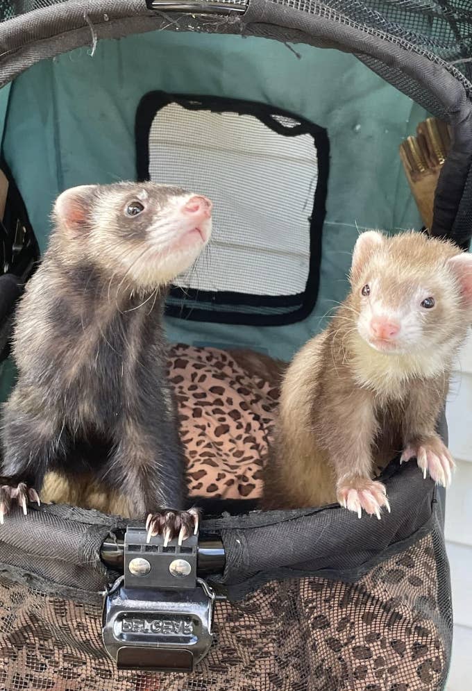 Two ferrets standing in a stroller with their front paws on the side, titled "My babies love their stroller time!" from Reddit user rferrrets with 137k members