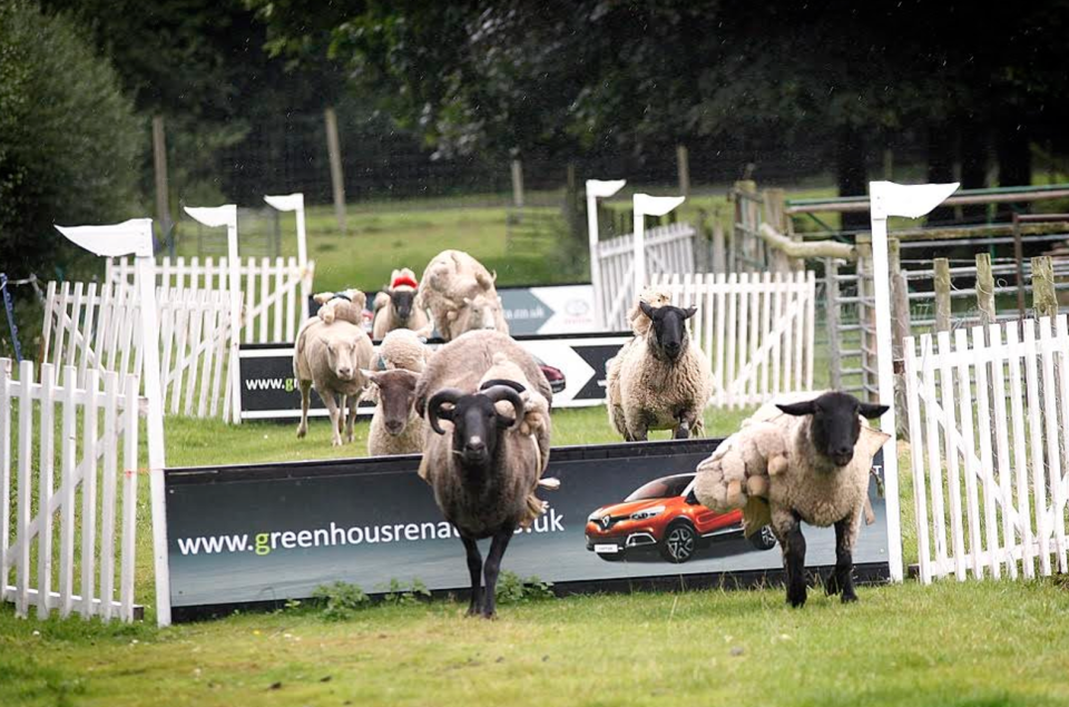 Watch the Sheep Grand National in Shropshire