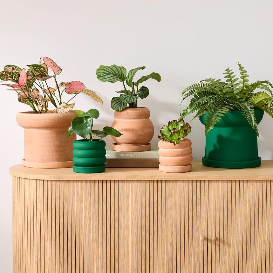 1) Plant Kween Terracotta Tabletop Planters