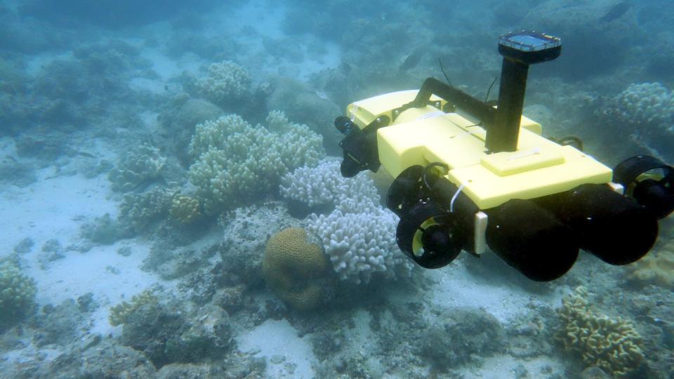 Seit Jahren bedrohen Dornenkronen-Seesterne eines der artenreichsten Ökosysteme der Erde. Foto: Great Barrier Reef Foudnation