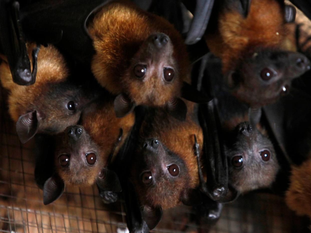 fruit bats