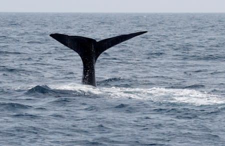 The fluke of a sperm whale sticks out of the sea as it dives in the sea near Rausu