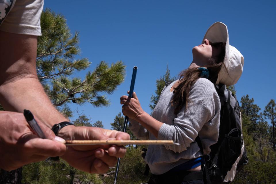 Peter Fule counts rings on a core of a chihuahua pine that survived the Rodeo-Chediski Fire scar, while Alicia Azpeleta Tarancon examines the canopy of the same pine on April 29, 2022, in the Sitgreaves National Forest near Overgaard.