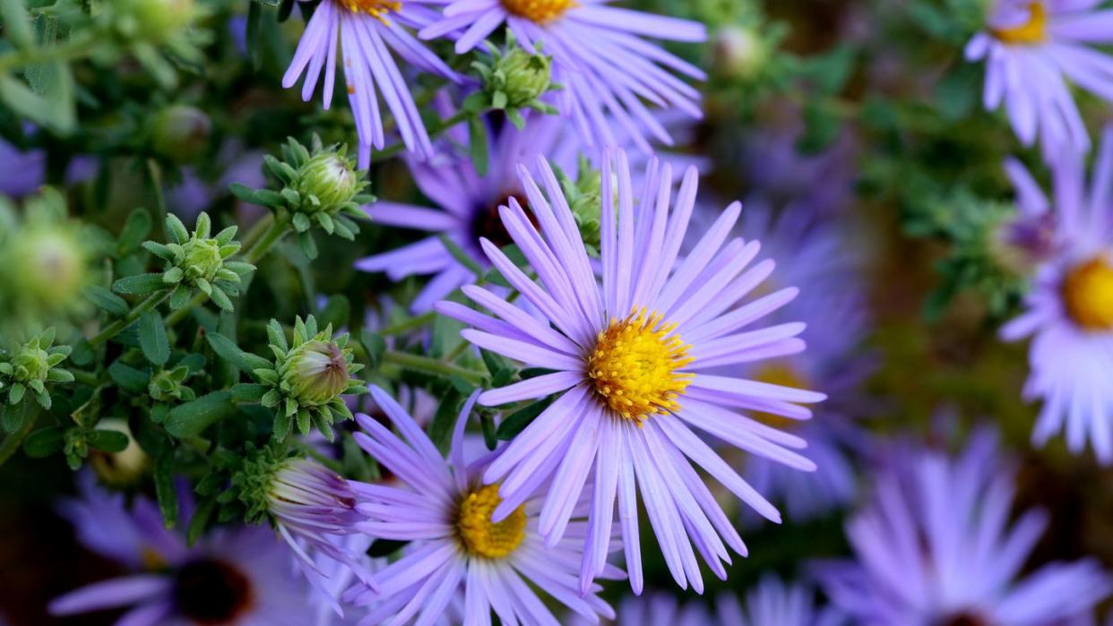 hardy blue aster flowers close up