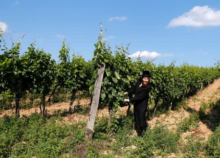 A rabbi looks at grapes in a vineyard in famous Tokaj wine region in the village of Mad, Hungary, July 21, 2016. Picture taken July 21, 2016. REUTERS/Laszlo Balogh