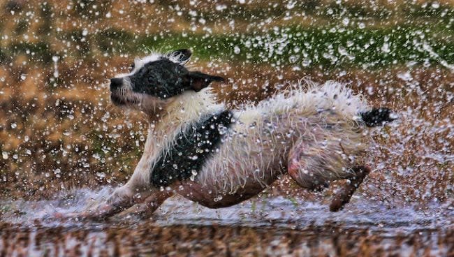 arkansas dog