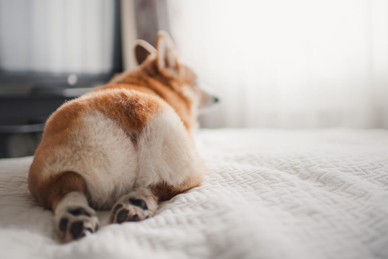 Dog lying on bed