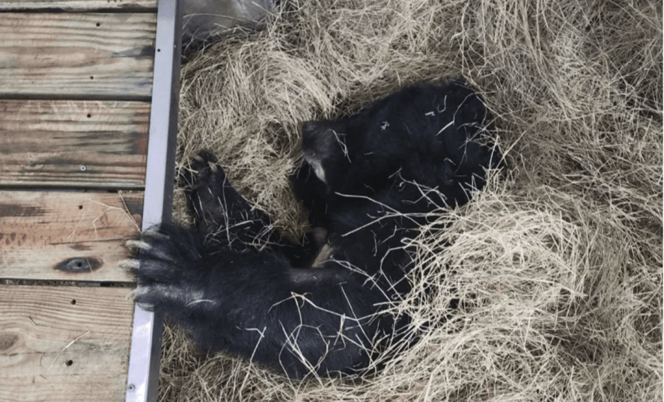 「小熊」躺在乾草床上，在多名保育員的陪伴下安詳辭世。（台北市立動物園提供）