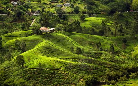 Sri Lanka can offer culture, wildlife and beaches - Credit: istock