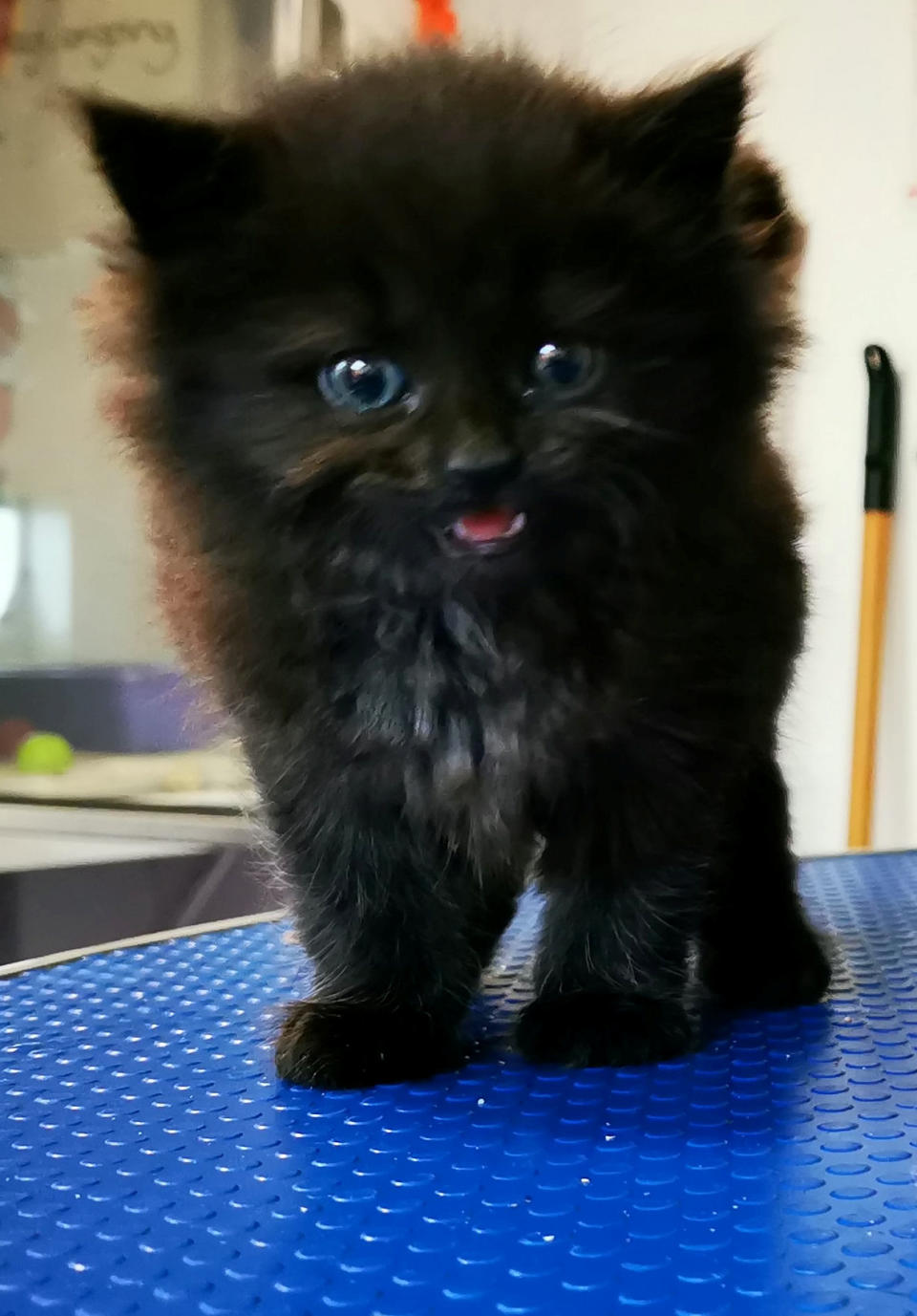 Meadow, the kitten, was found by a farmer after he had ploughed his field. Despite being run over by both the tractor and plough she escaped unscathed. 