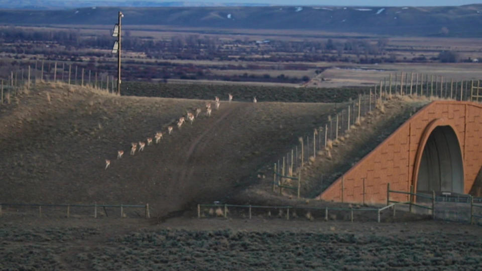 Rush hour for pronghorn, running over Highway 191 in Wyoming. / Credit: CBS News