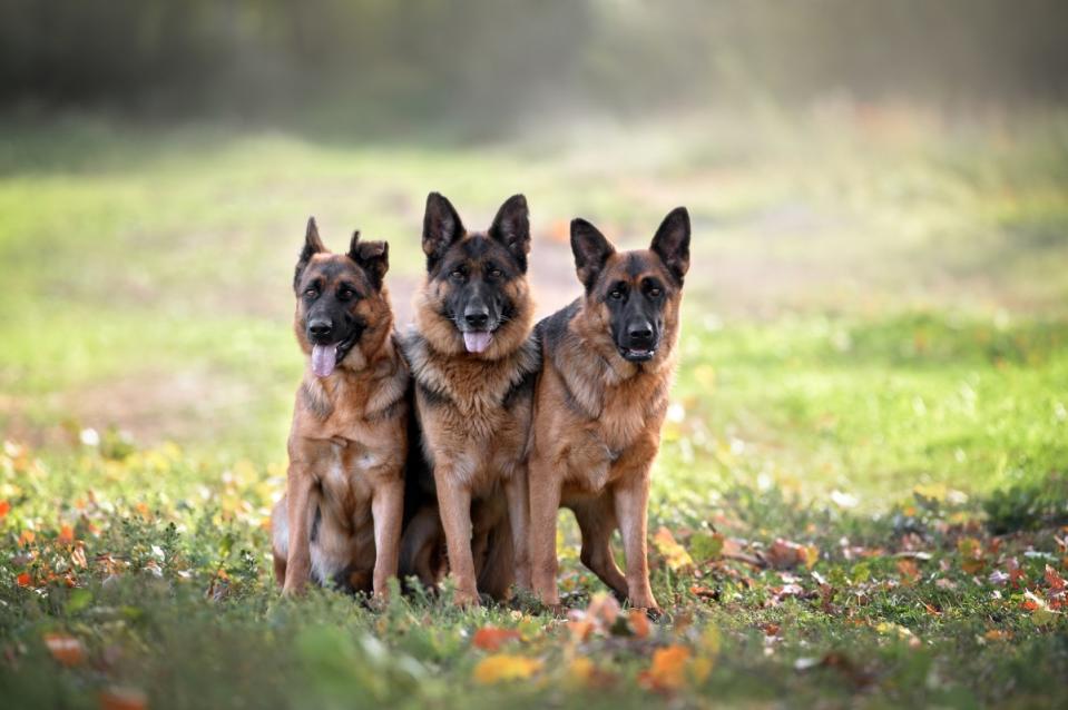 The highly intelligent German Shepherd is a favorite.<p>otsphoto/Shutterstock</p>