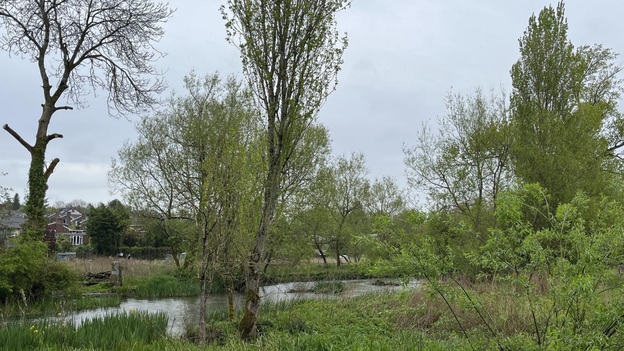 The river Kennet surrounded by foliage and trees at the Stonebridge Wild River Reserve