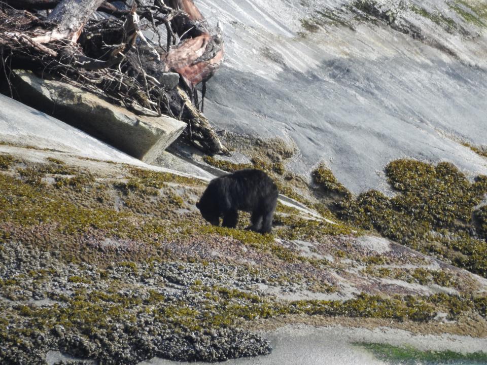 A black bear eats barnacles in the intertidal zone at Tracy Arm Fjord in southeastern Alaska.