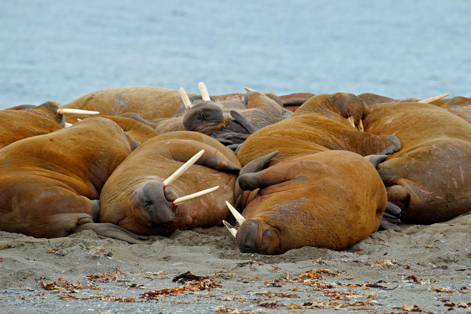 Walrus fight on the sand beach. Detail portrait of Walrus with big white tusk, Odobenus rosmarus, big animal in nature habitat on Svalbard, Norway.