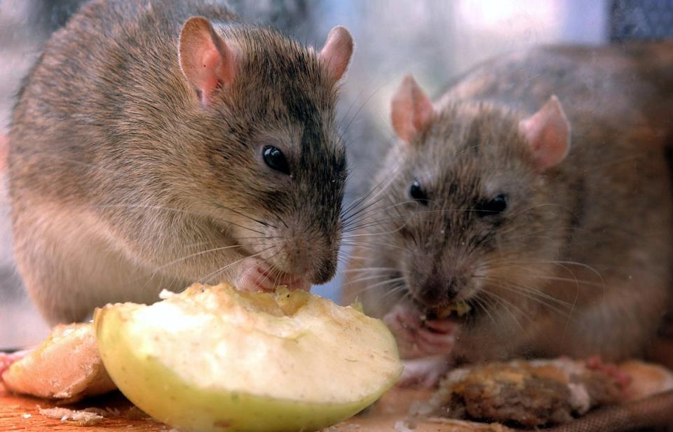 Les rats ont été accusés de grignoter des tas de cannabis.  (Archives PA)