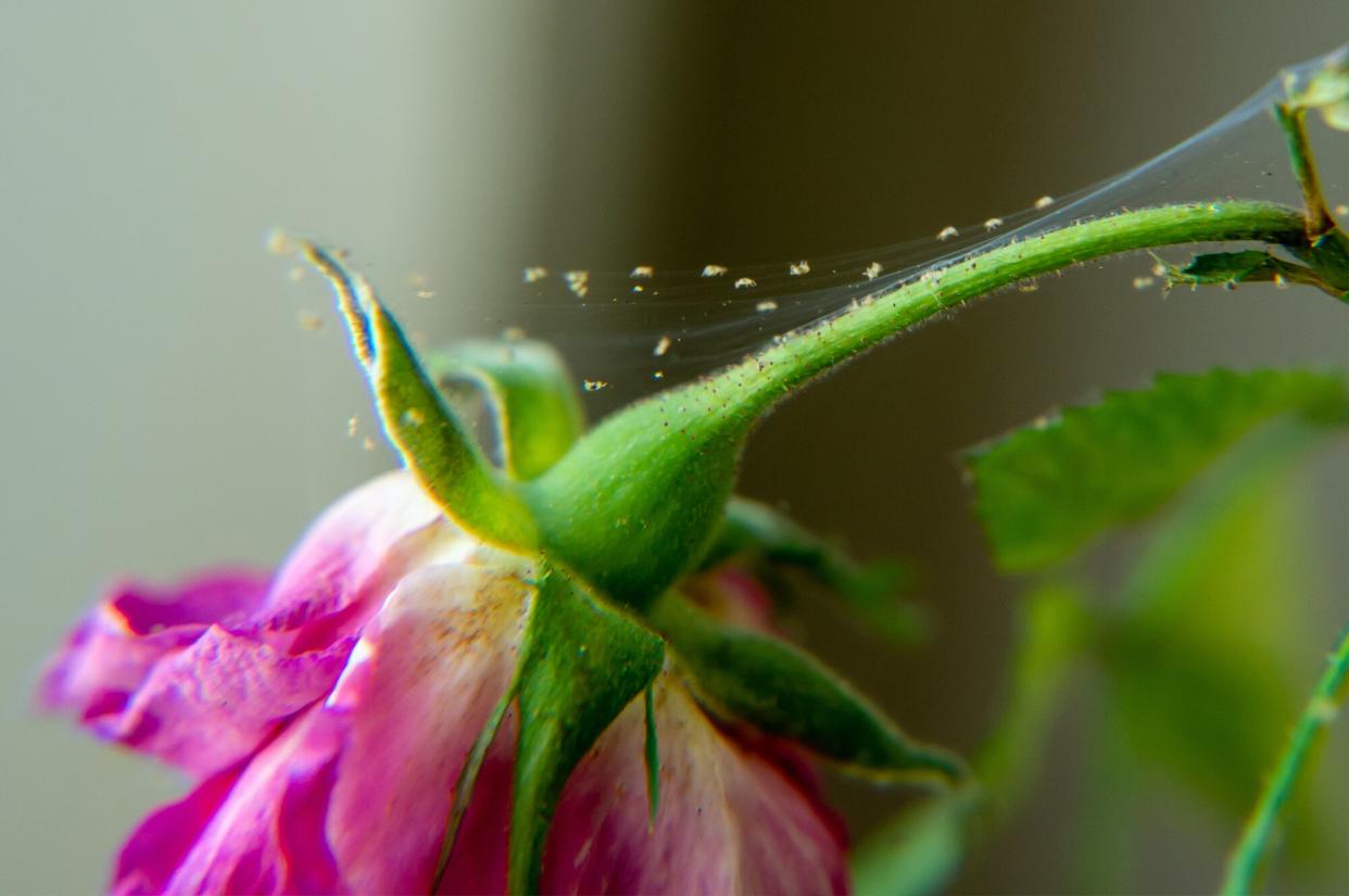 spider mites on plant