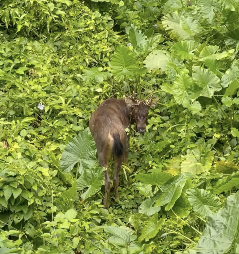 Sambar deer grazing in Singapore. (Screenshot from Facebook video by Juliane Bailey)