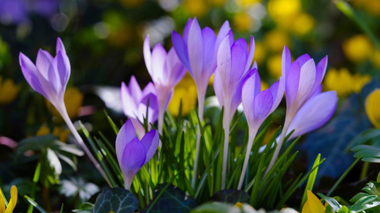  Image of crocus. 