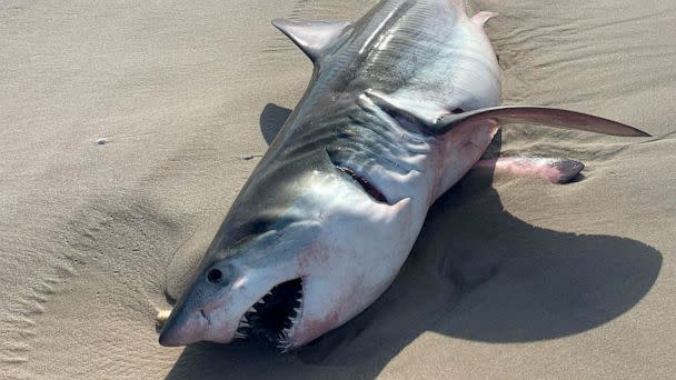 PHOTO: A 7- to 8-foot dead shark appearing to be a great white washed ashore on a Long Island beach, July 20, 2022. (Quogue Village Police Department)