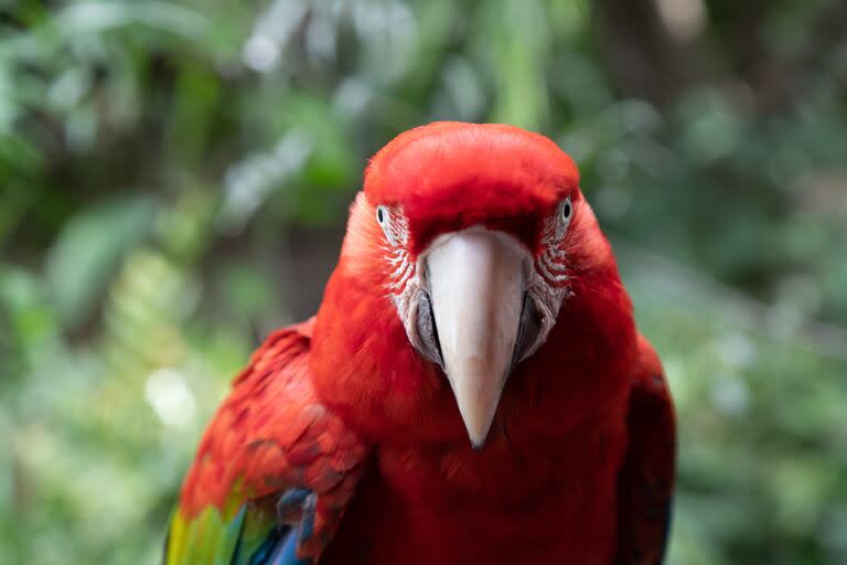 El guacamayo rojo, una especie extinta en estado silvestre que hoy vuelve a volar nuestros cielos