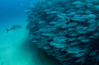 PIC BY OCTAVIO ABURTO / CATERS NEWS - (PICTURED The school of fish) - Smile - its the school photo! This is the hilarious moment a marine photographer managed to capture hundreds of wide-eyed fish apparently posing for a picture. Californian photographer and conservationist Octavio Aburto had spent years photographing the school in Cabo Pulmo National Park, Mexico - and had been trying to capture this exact shot for three years. The Bigeye travellies fish gather in their thousands in the oceans during courtship.