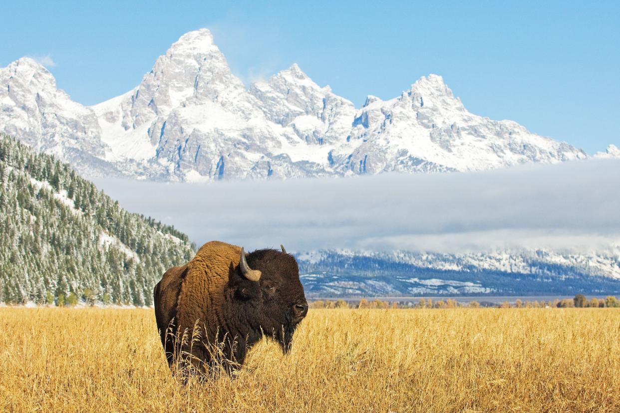 Bison in front of Grand Teton mountain range with grass in foreground during fall