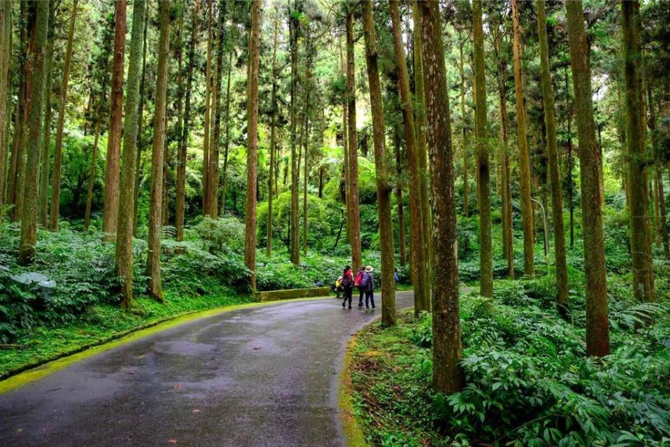 溪頭去年躍居全台入園人數最多的森林遊樂區，周邊已成為準退休族購置休閒渡假宅的首選之地！圖／業者提供