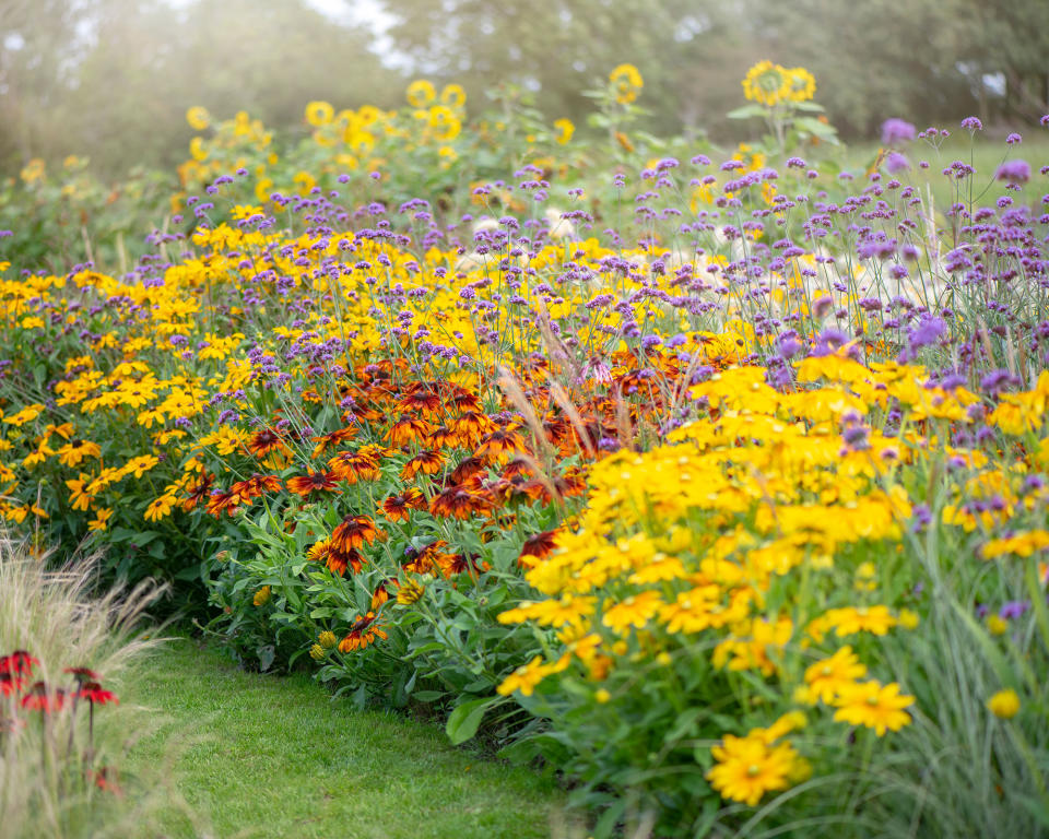 Herbaceous border with echinacea flowers, Rudbeckia yellow flowers, Verbena bonariensis, Purple Vervain