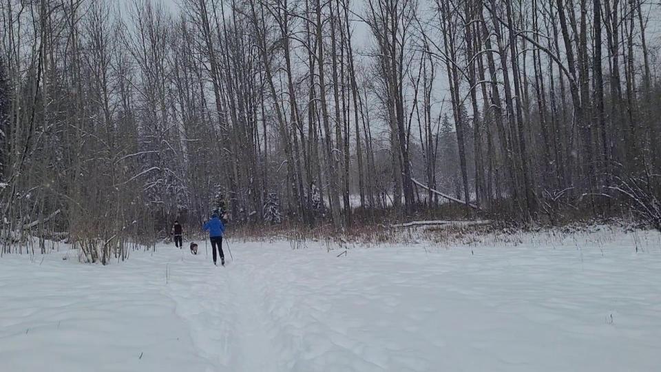 Skiers in Moore's Meadow in Prince George, B.C. on Jan. 19, 2024 as an anticipated 15 centimetres of snow falls.